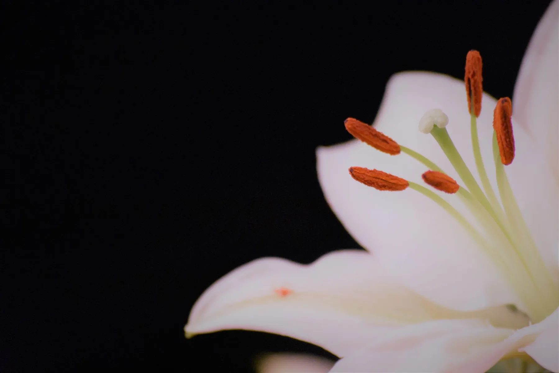 Funeral Photography